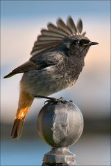 " Crested redstart "