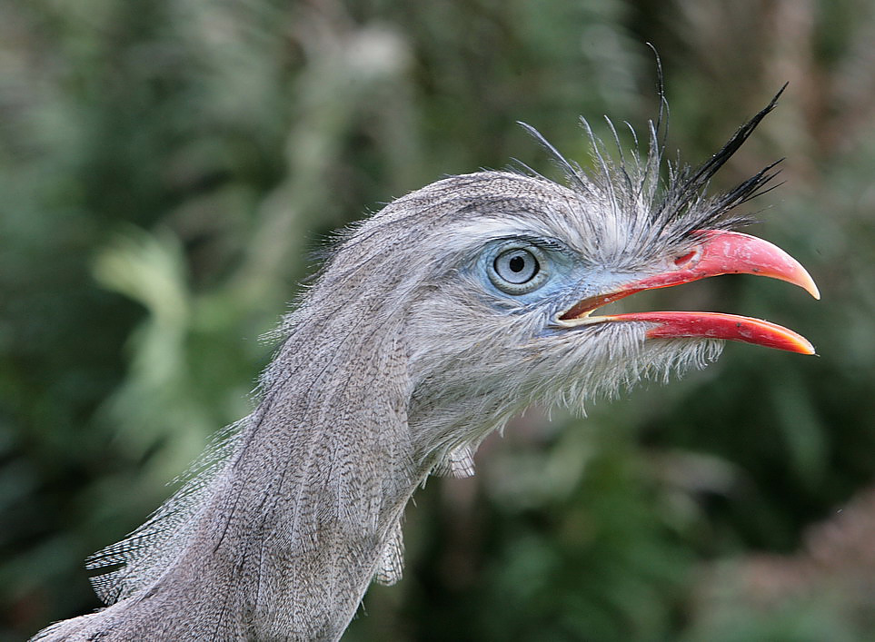 crested seriema