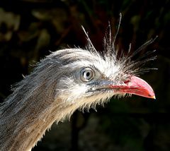 crested seriema ,hier geboren u freigänger