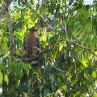 Crested serpent eagle