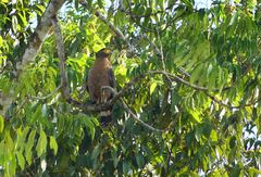 Crested serpent eagle