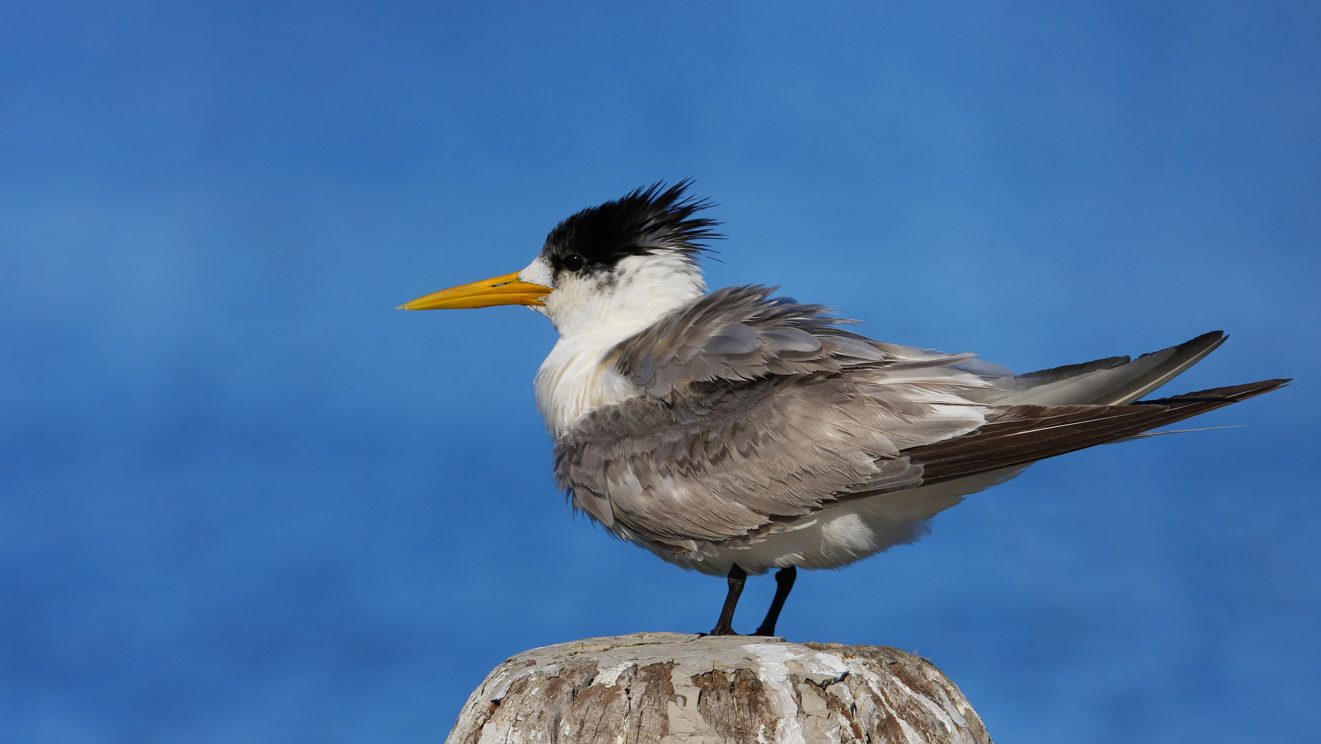 Crested Tern 0250 Px1920