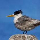 Crested Tern 0250 Px1920