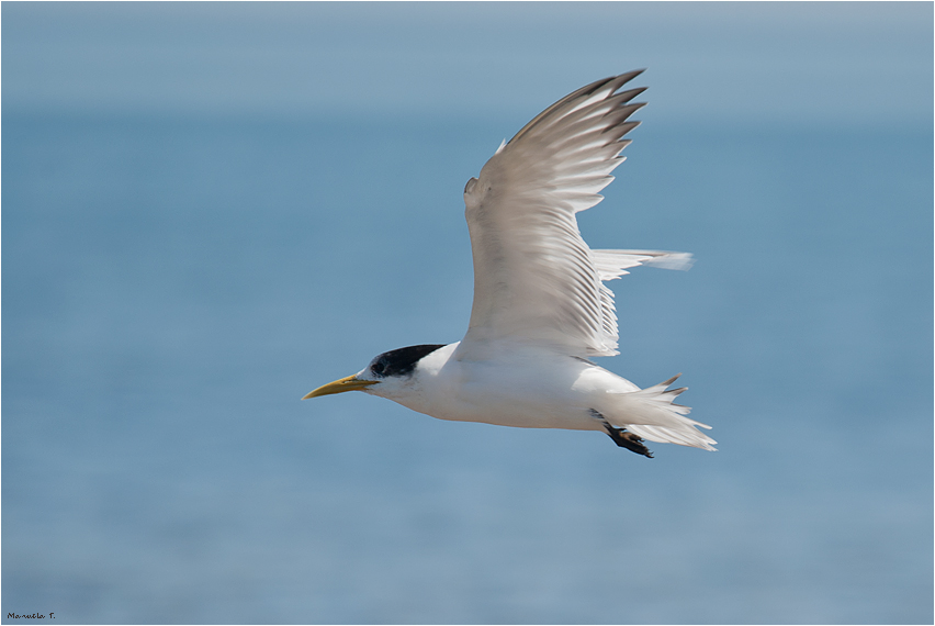 Crested tern