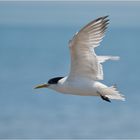 Crested tern