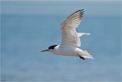 Crested tern
