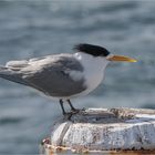 Crested Tern