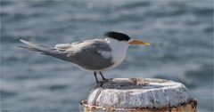 Crested Tern