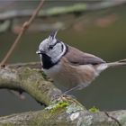 Crested tit