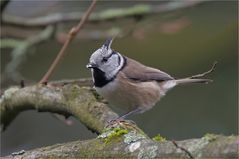 Crested tit