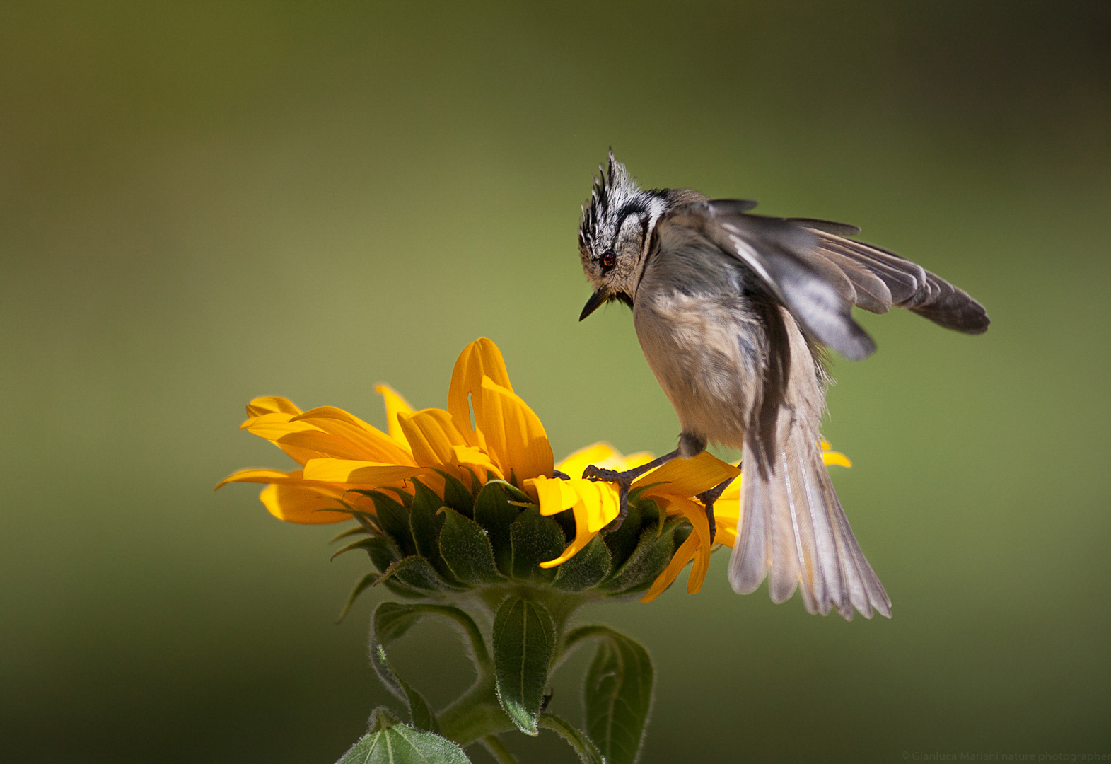 Crested Tit