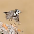 Crested tit