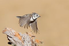 Crested tit