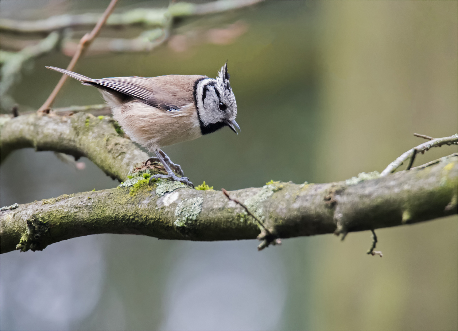 Crested tit