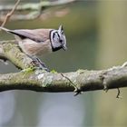 Crested tit