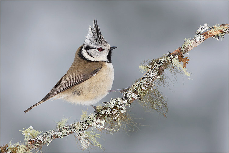 Crested tit