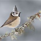 Crested tit