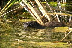 Creston Valley Wildlife Center # 7