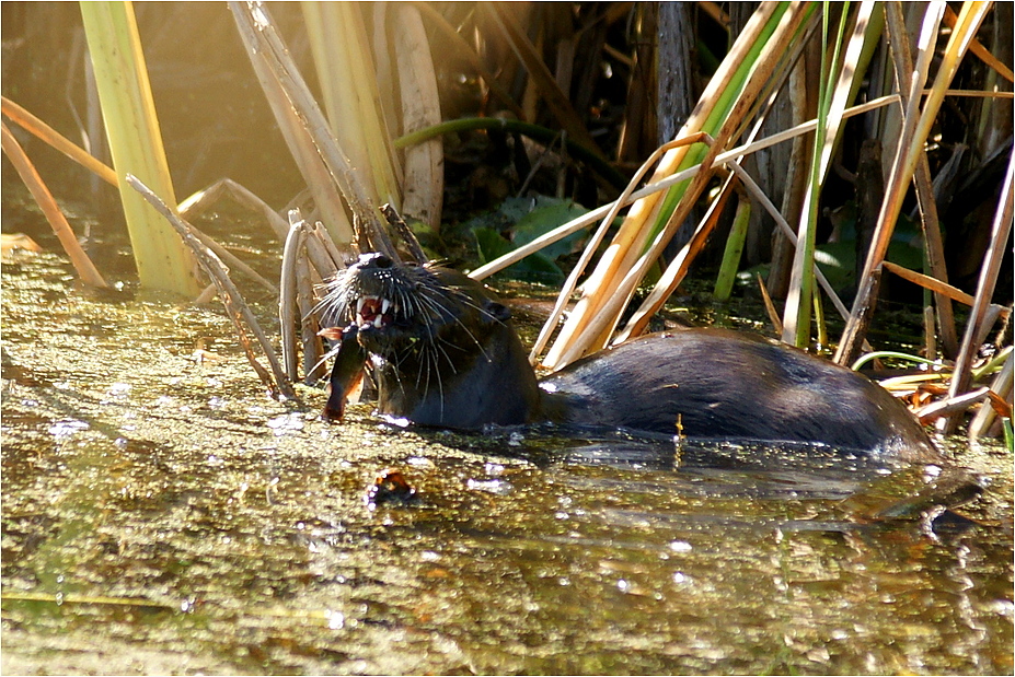 Creston Valley Wildlife Center # 8