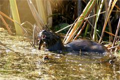 Creston Valley Wildlife Center # 8