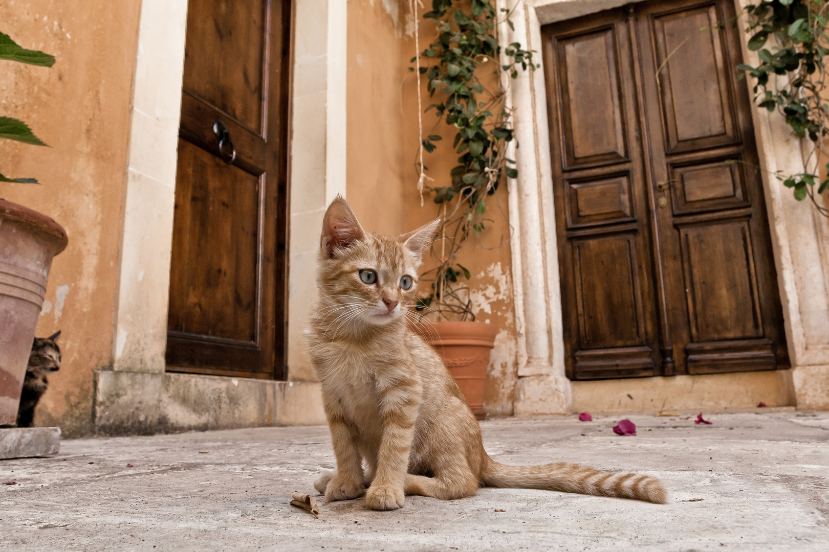 Cretan cat