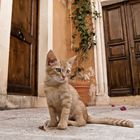 Cretan cat