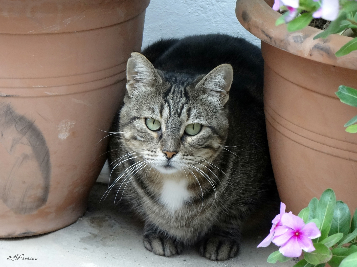 Cretan cats (2)