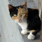 Cretan cats