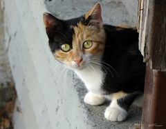 Cretan cats