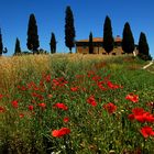 Crete bei Pienza