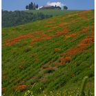 Crete Senesi ...