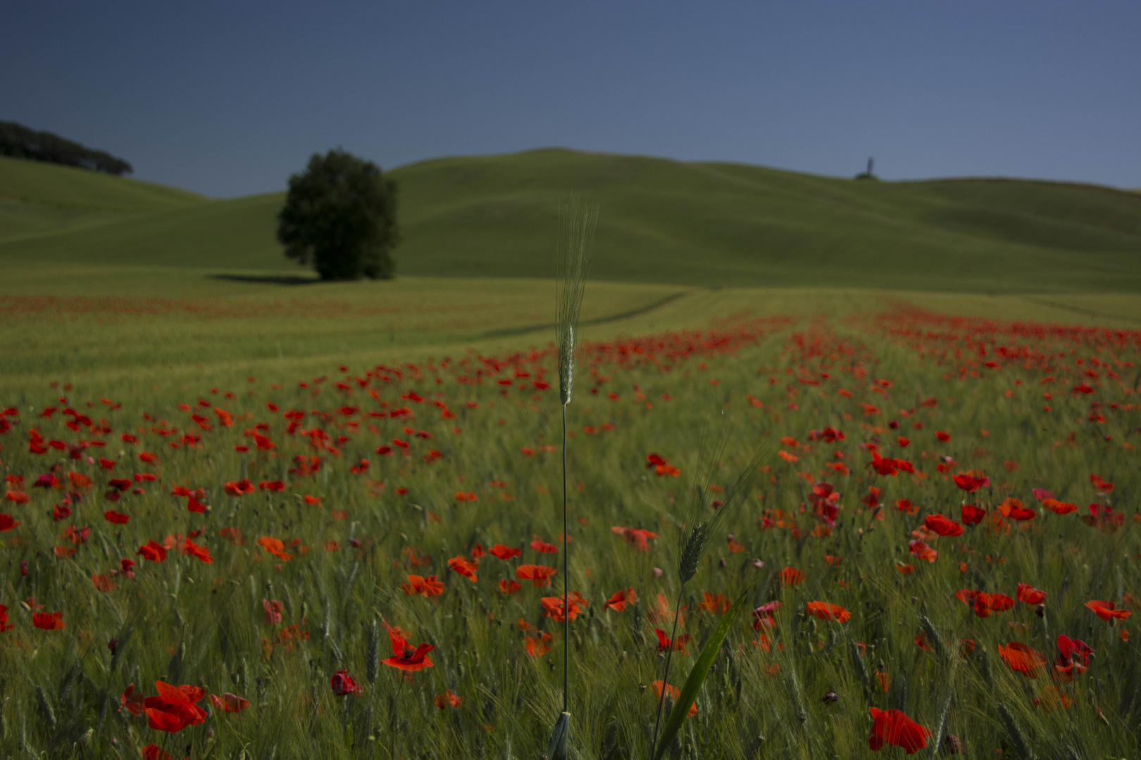 crete senesi