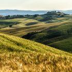 Crete senesi im Mai