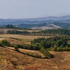 Crete Senesi .. Pinien