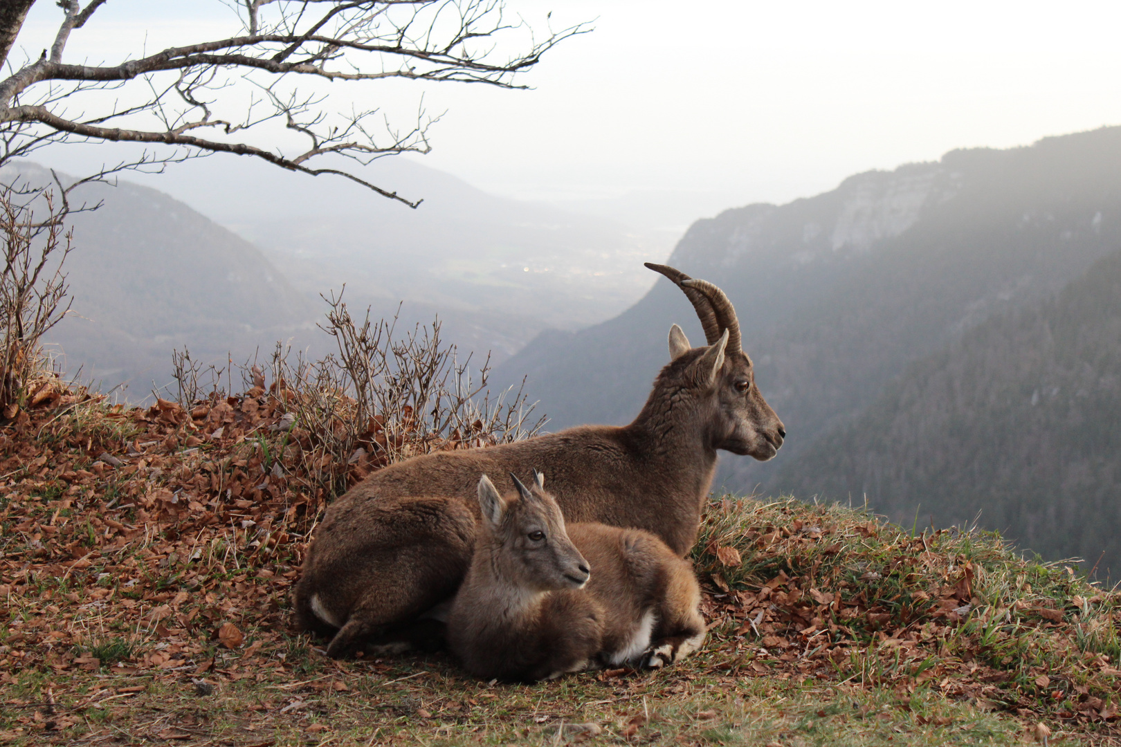 Creux Du Van Steinbock