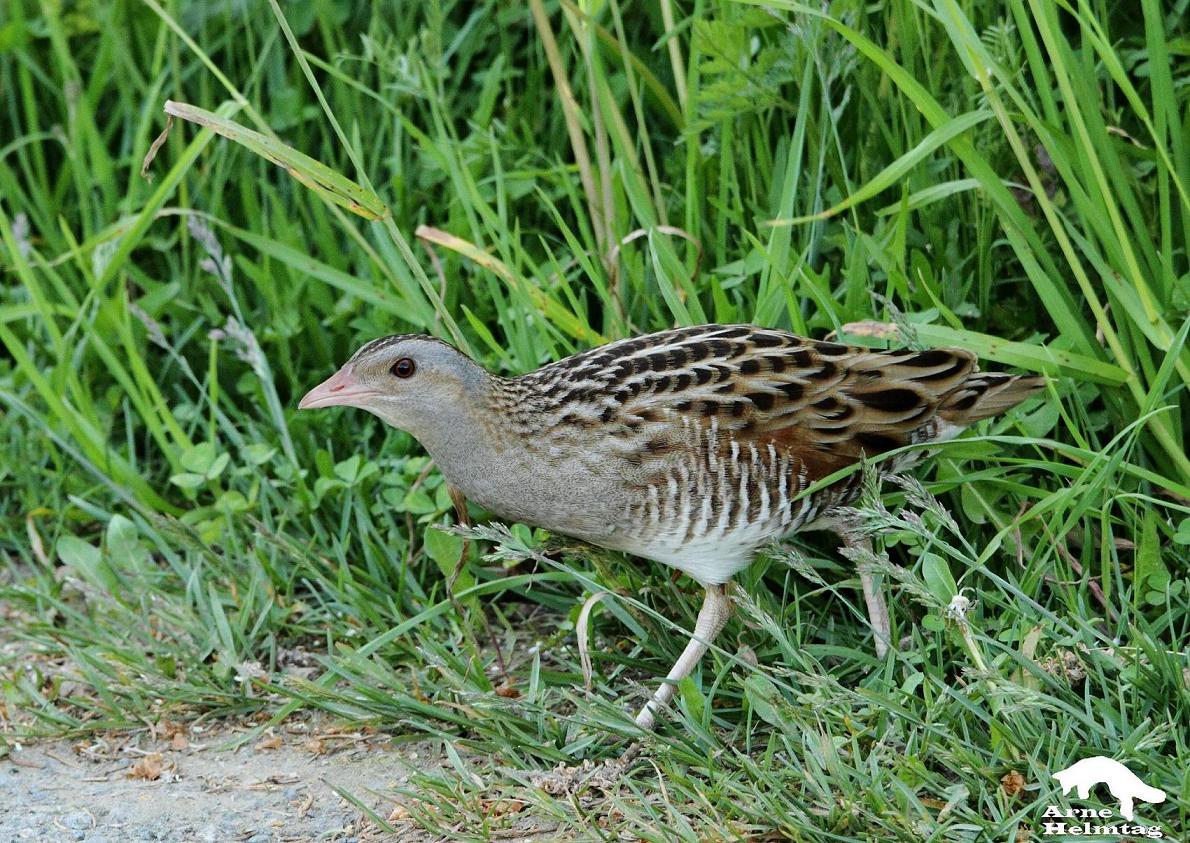 Crex Crex hessischer Wachtelkönig