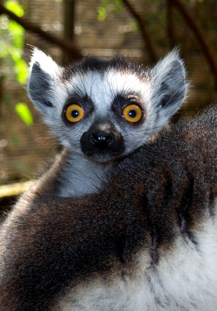 Cría de Lemur