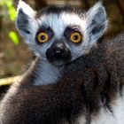 Cría de Lemur