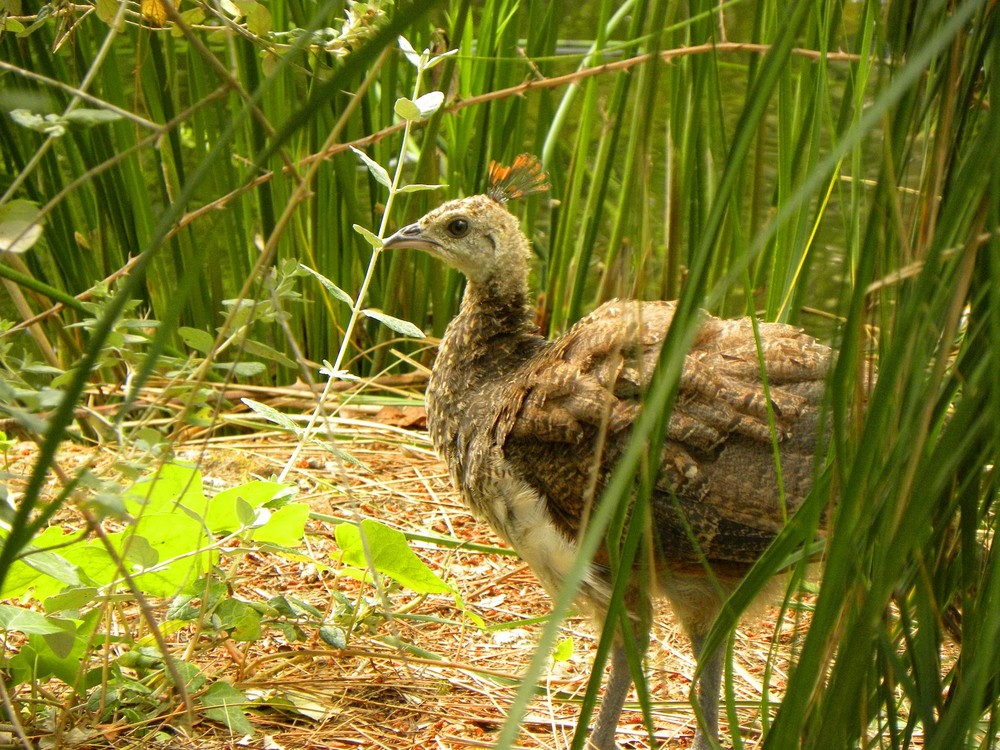 Cria de Pavo Real