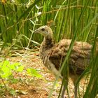 Cria de Pavo Real