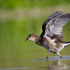 Cria de Polla de Agua