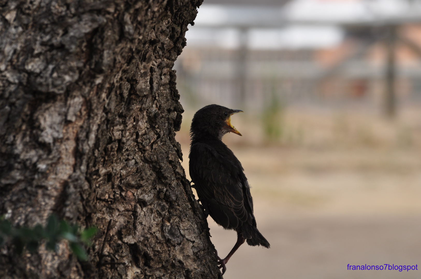 Cria de Tordo