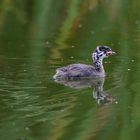 Cría Podilymbus Podiceps