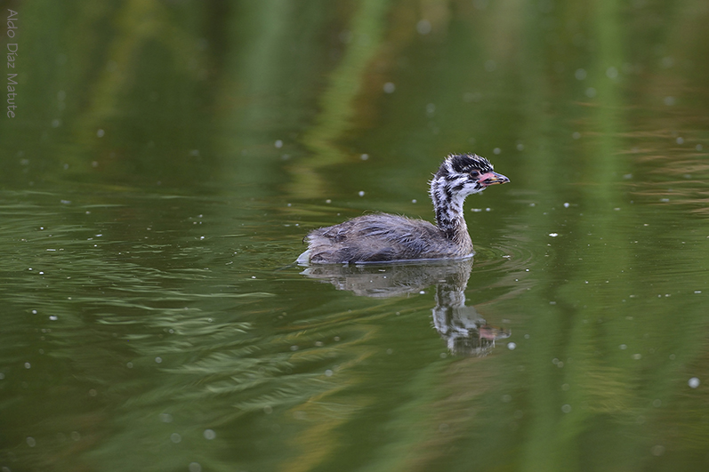 Cría Podilymbus Podiceps