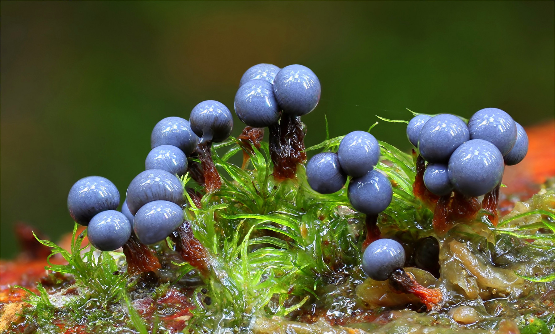 Cribraria argillacea Foto & Bild pflanzen, pilze & flechten, pilze