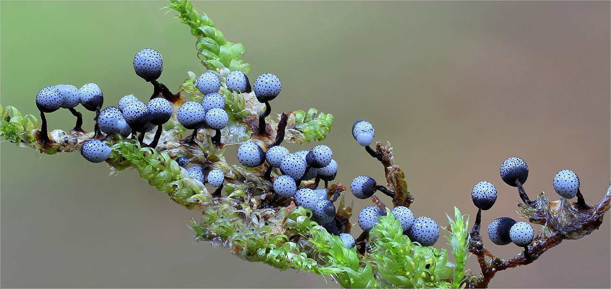 Cribraria aurantiaca