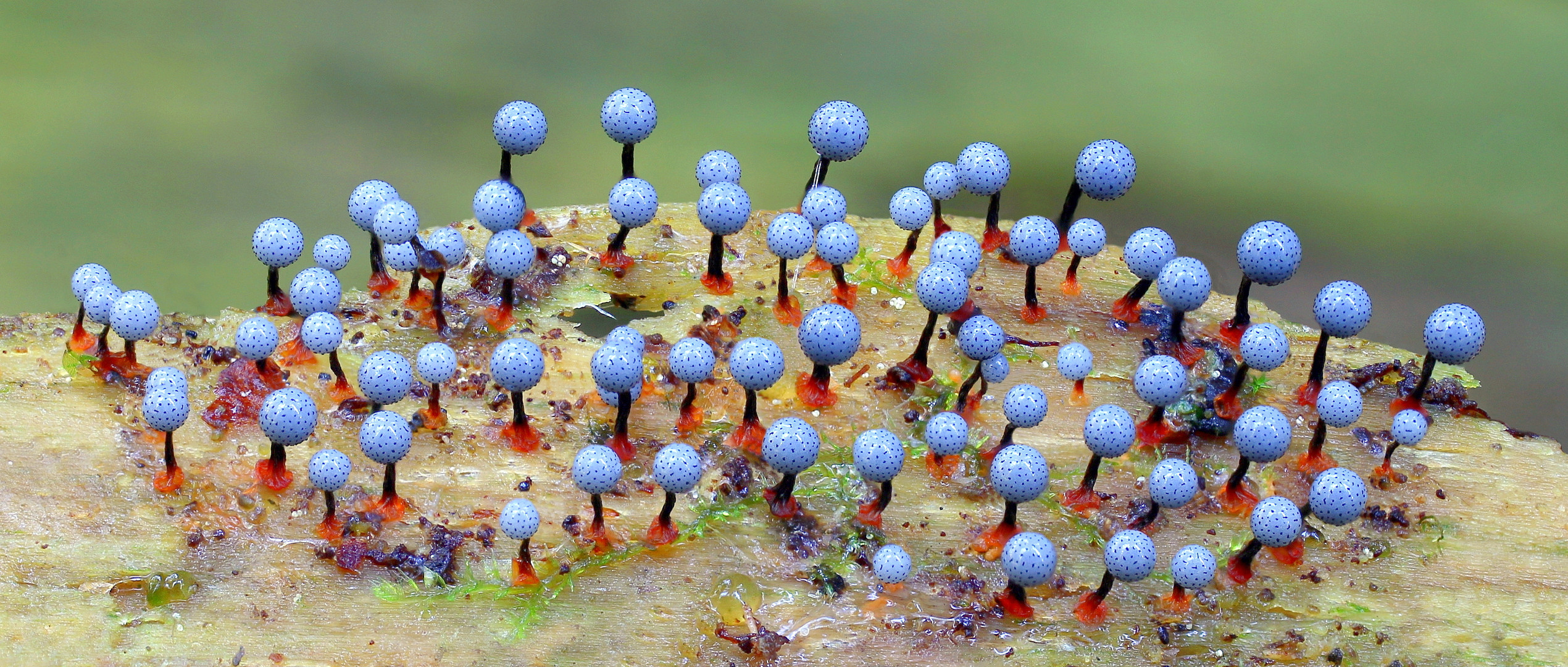 Cribraria aurantiaca...