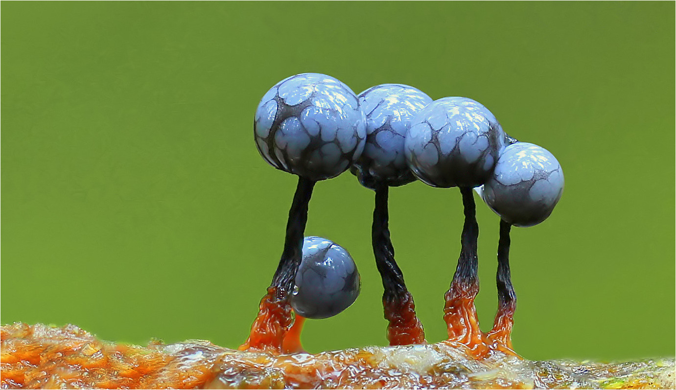 Cribraria macrocarpa Foto & Bild myxomyceten, makro, natur Bilder auf