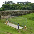 ...Cricket auf dem Wall in Galle...