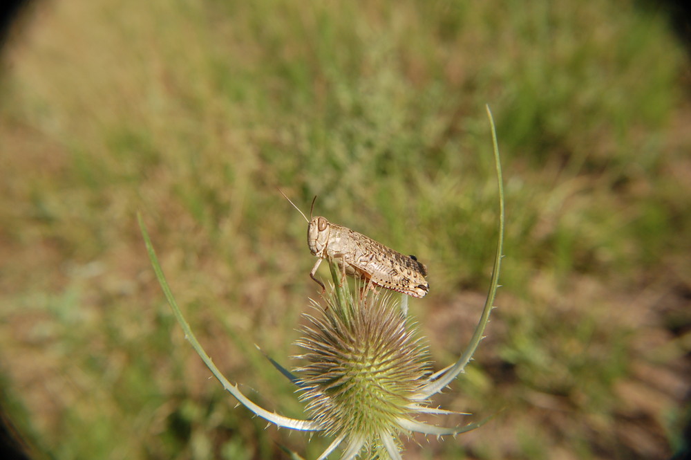 cricket en observation